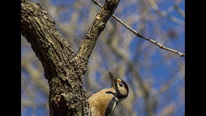 Orman alaca ağaçkakanı