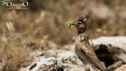 Türkistan çorak toygarı