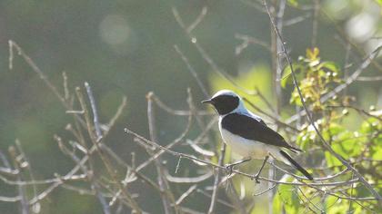 Karakulaklı kuyrukkakan