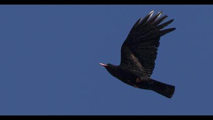 Kırmızıgagalı dağ kargası