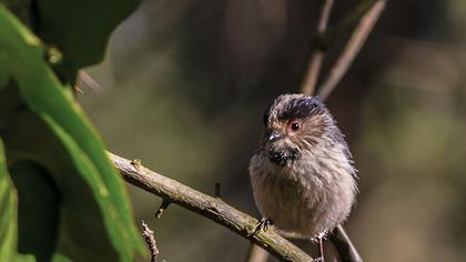 Uzunkuyruklu baştankara
