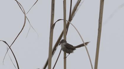 Dikkuyruklu ötleğen