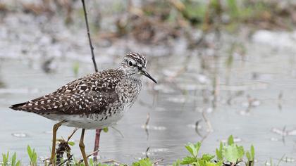 Orman düdükçünü