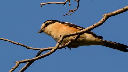 Maskeli örümcekkuşu
