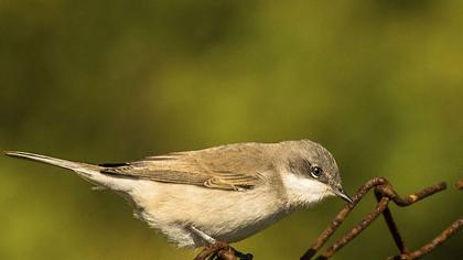 Küçük akgerdanlı ötleğen