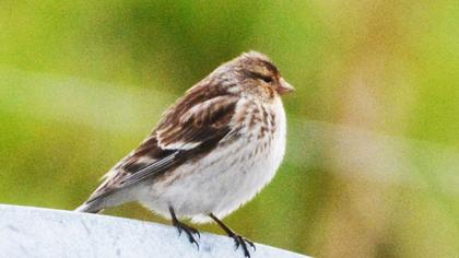 Sarıgagalı ketenkuşu