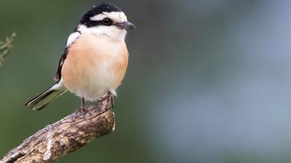 Maskeli örümcekkuşu