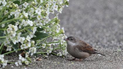 Akgerdanlı ötleğen