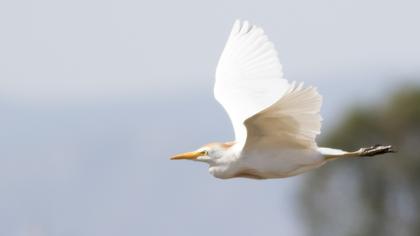 Western Cattle Egret