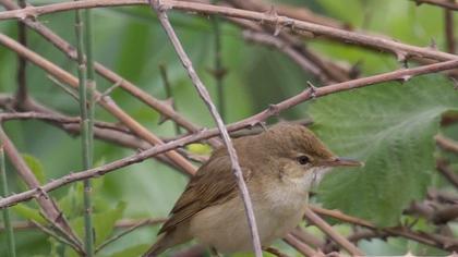 Çalı kamışçını