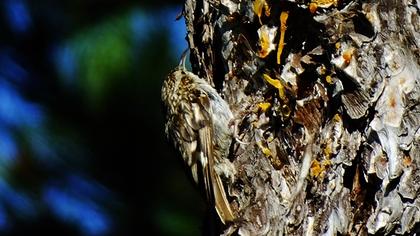 Bahçe tırmaşıkkuşu