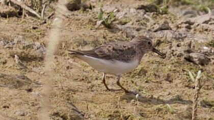Sarıbacaklı kumkuşu