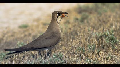 Bataklıkkırlangıcı