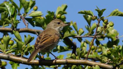 Akgerdanlı ötleğen