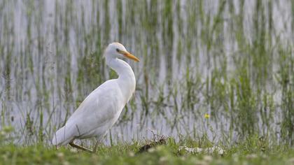 Sığır balıkçılı