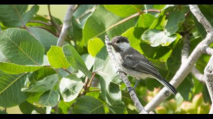 Akyanaklı baştankara
