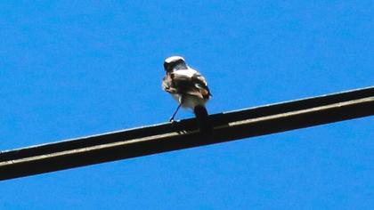 Aksırtlı kuyrukkakan