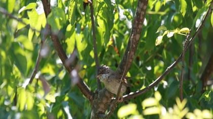 Akgerdanlı ötleğen