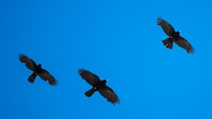 Sarıgagalı dağ kargası