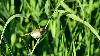 Doğu kamışçını