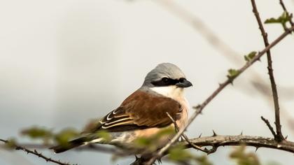 Kızılsırtlı örümcekkuşu