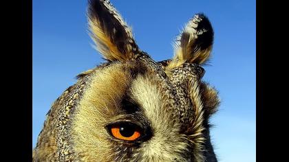 Kulaklı orman baykuşu