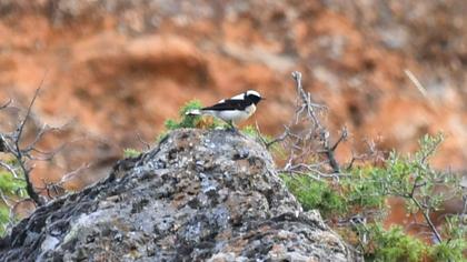 Aksırtlı kuyrukkakan