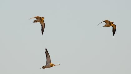 Kılkuyruk bağırtlak