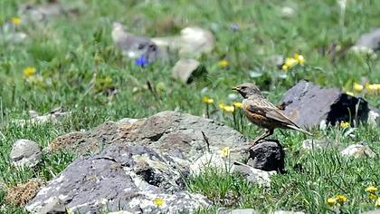 Büyük dağbülbülü