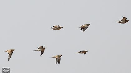 Kılkuyruk bağırtlak