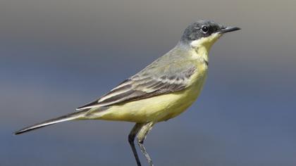 Sarı kuyruksallayan