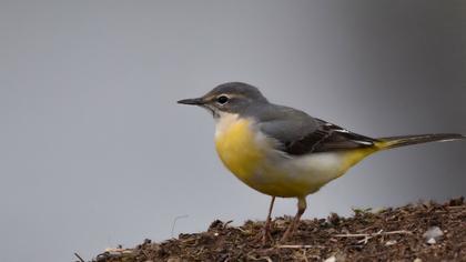 Dağ kuyruksallayanı