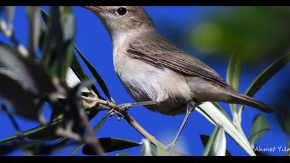 Zeytin mukallidi