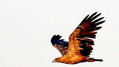 Küçük orman kartalı