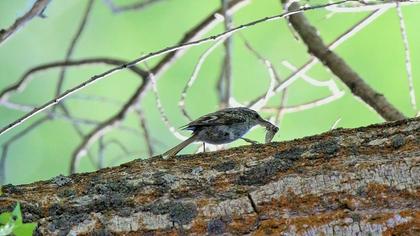 Bahçe tırmaşıkkuşu