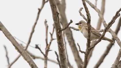 Sarıboğazlı serçe