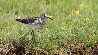 Orman düdükçünü