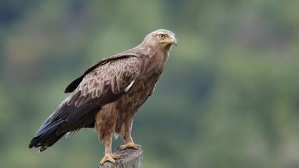 Küçük orman kartalı