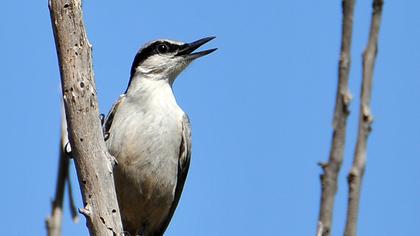 Western Rock Nuthatch