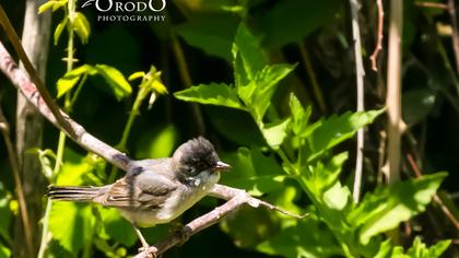 Pembegöğüslü ötleğen