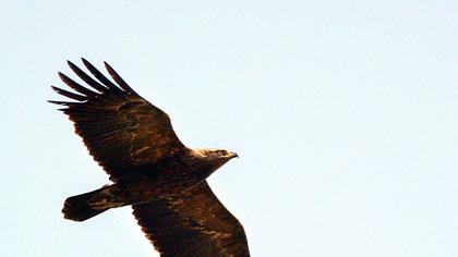 Küçük orman kartalı