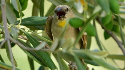 Sarıboğazlı serçe