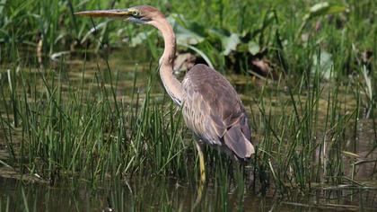 Erguvani balıkçıl