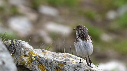 Sarıgagalı ketenkuşu