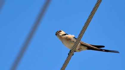 Kızıl kırlangıç