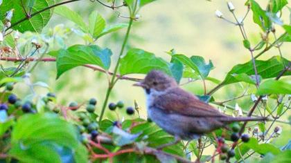 Akgerdanlı ötleğen