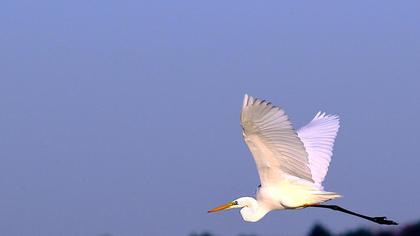 Büyük ak balıkçıl