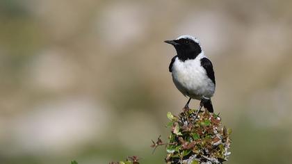 Karakulaklı kuyrukkakan