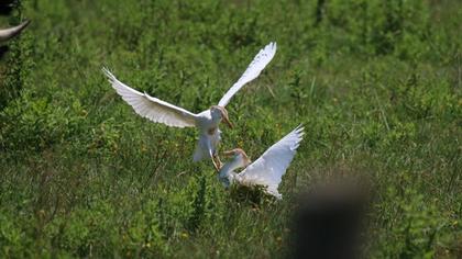 Sığır balıkçılı