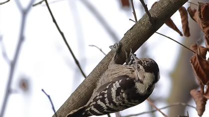 Küçük ağaçkakan